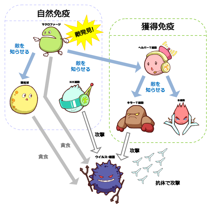 自然免疫と獲得免疫 簡単 免疫バランス講座 イムバランス情報サイト